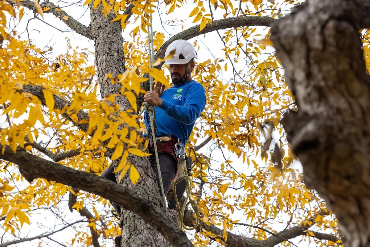 Skilled Tree Pruning crew working in Paris